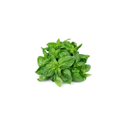 Basil
